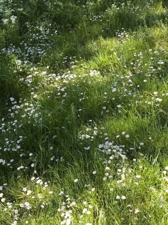 Sommeren inviterer ofte til mere lethed. Flere timer ude, lyse aftener og tid med dem, vi holder af.

Men selv i en årstid, der forbindes med frihed og energi, kan kroppen have brug for omsorg. Måske har du gået længe med spændinger, smerter eller en ubalance, som du har udsat at tage hånd om.

Sommeren kan også være en mulighed for at stoppe op et øjeblik og gøre noget godt for dig selv. At lytte til kroppen, før den råber højt.

Jeg holder åbent hele sommeren, og du er altid velkommen i klinikken, hvis du ønsker støtte til mere balance, ro eller lindring af dine symptomer.

Er du i tvivl om, hvad der vil være bedst for dig, er du altid velkommen til at tage kontakt til en uforpligtende snak:

📞 2216 6691
📧 jb@aku-jon.dk

#massage #cupping #aarhus #behandling #smerter #akupunktur #acupuncture #alternativmedicin #sundhed #akupressur #energiarbejde #behandleraarhus #østligmedicin #TCM